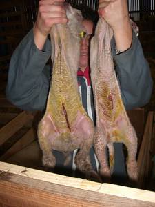 agneaux colostrum