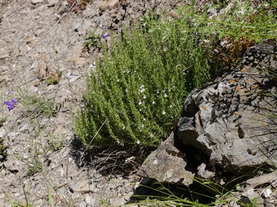 Sarriette des montagnes
