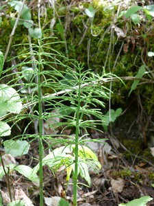 Prêle des champs