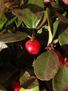 Wintergreen