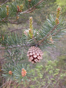 Pin sylvestre