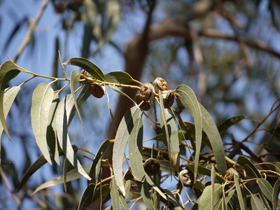 Eucalyptus globuleux