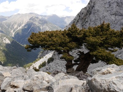 Cyprès